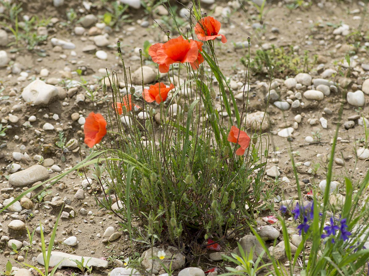 Papaver rhoeas